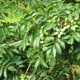 Olive,Seeds,Semente,Plants,Perennial,Delicious,Garden,Fruit