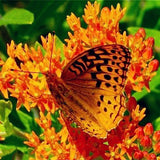 Egrow,Milkweed,Seeds,Asclepias,Curassavica,Flower,Bonsai,Garden,Plant