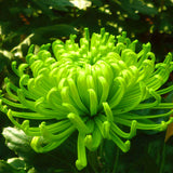 Egrow,Chrysanthemum,Seeds,Balcony,Potted,Green,Chrysanthemum,Flower,Garden,Beautiful,Potted,Plant,Bonsai