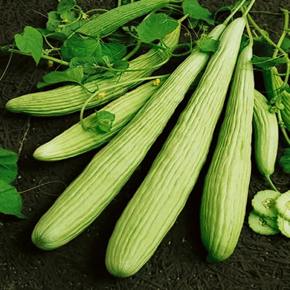 Egrow,Giant,Green,Cucumber,Seeds,Crisp,Sweet,Fruit,Organic,Vegetable