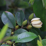 Egrow,Orchid,Seeds,Michelia,Plant,Michelia,Folwer,Seeds