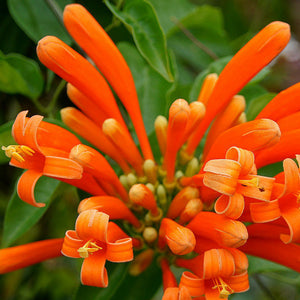 Egrow,Orange,Campsis,Grandiflora,Seeds,Pyrostegia,Perennial,Climbing,Garden,Decorations