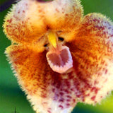Egrow,Monkey,Orchid,Seeds,Garden,Bonsai,Flowers,Seeds,Planting