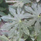 Egrow,Fatsia,Seeds,Ornamental,Plant,Fatsia,Japonica,Bonsai,Shrub