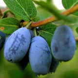 Egrow,Lonicera,Caerulea,Fruit,Seeds,Garden,Plants,Honeyberry,Blueberry,Seeds