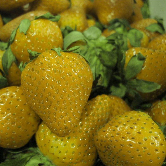 500Pcs,Yellow,Strawberry,Seeds,Garden,Seeds,Fruit,Seeds