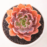 Egrow,Echeveria,Succulent,Seeds,Garden,Planting,Lithops,Plant,Bonsai,Flower