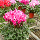 Egrow,Cyclamen,Seeds,Cyclamen,Bonsai,Cyclamen,Floreslings,Plants,Primrose,Flowers,Garden