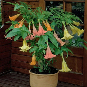 Egrow,Brugmansia,Seeds,Angel,Trumpet,Yellow,Brugmansia,Seeds,Fragrant,Trumpet,Flowers