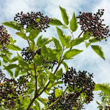 Egrow,Elderberry,Seeds,Green,Polygonum,Japonicum,Garden,Decoration