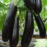 Capsules,Package,Black,Eggplant,Vegetable,Family,Balcony,Vegetables,Garden,Plant