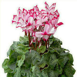 Egrow,Cyclamen,Seeds,Cyclamen,Bonsai,Cyclamen,Floreslings,Plants,Primrose,Flowers,Garden