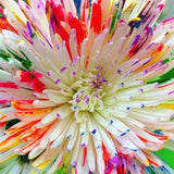 Egrow,Watercolor,Chrysanthemum,Seeds,Lovely,Rainbow,Watercolor,Chrysanthemum,Natural,Garden,Flower