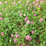 Egrow,Herba,Clover,Seeds,Herba,Clover,Plant,Trifolium,Pratense