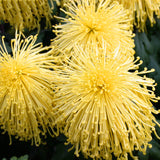 Egrow,Chrysanthemum,Seeds,Yellow,Chrysanthemum,Bonsai,Gardening,Flower,Plant