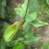 Egrow,Banana,Seeds,Itinerans,Burmese,Garden,Plant