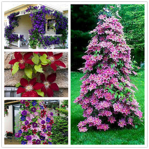 Egrow,100Pcs,Clematis,Flower,Seeds,Perennial,Vines,Climbing,Clematis,Plant,Garden,Decoration