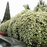 Egrow,Jasmine,Seeds,Double,Murraya,Paniculata,Bonsai,Evergreen,Plants,Satinwood,Lakeview,White,Fragrant,Flowers