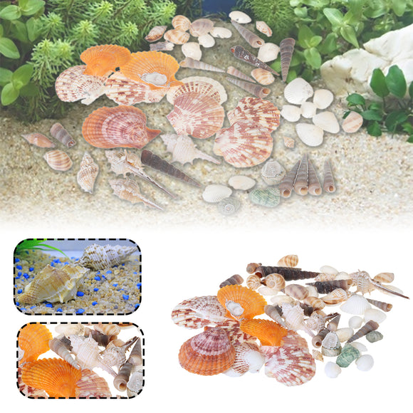 Natural,Conch,Shells,Decorations
