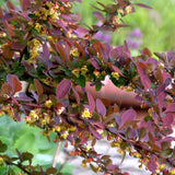 Egrow,Maple,Barberry,Seeds,Atropurpurea,Bonsai,Garden,Plant