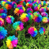 Egrow,20Pcs,Rainbow,Chrysanthemum,Flower,Seeds,Color,Garden,Bonsai,Dyeing,Plant