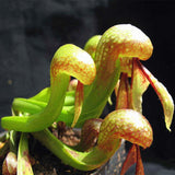 Egrow,Slurperon,Seeds,Flowers,Bonsai,Carnivorous,Cobra,Garden,Dcoration