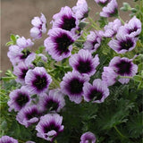 Egrow,Geranium,Garden,Potted,Flower,Seeds,Pelargonium,Plant,Bonsai,Outdoor,Flower,Seeds