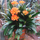 Egrow,Potted,Clivia,Seeds,Miniata,Plant,Gorgeous,Bonsai,Flower,Bonsai,Garden