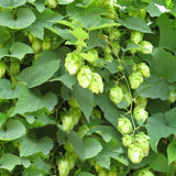 Egrow,Seeds,Humulus,Lupulus,Brewing,Plant,German,Magnum