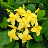 Egrow,Ixora,Coccinea,Seeds,Mixed,Yellow,Orange,Dwarf,Chinese,Ixora,Flowers,Seeds,Garden,Nursery