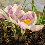 Egrow,Garden,Dutch,Saffron,Seeds,Courtyard,Decroation,Plants,Flowers