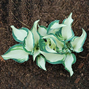 Egrow,100Pcs,Hosta,Plants,Seeds,Garden,Perennial,Green,Plants,Plantain,Flower,Seeds,Mixed,Color