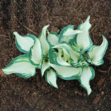 Egrow,100Pcs,Hosta,Plants,Seeds,Garden,Perennial,Green,Plants,Plantain,Flower,Seeds,Mixed,Color