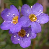 Egrow,Violet,Seeds,Perennial,Polemonium,Flower,Bonsai,Garden,plant