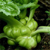 Egrow,Juncea,Seeds,Vegetable,Mustard,Brassica,Juncea,Vegetable,Bonsai,Sprouts,Plants,Garden
