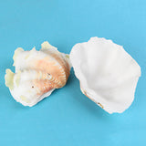 Natural,Marine,Shell,Tridacna,Conch,Furnishing,Giant,Large,Decorations