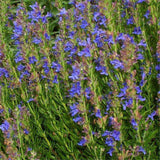 Egrow,Hyssop,Grass,Seeds,Hyssop,Grass,Flower,Flower,Hyssop,Garden,Decoration