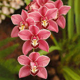 Egrow,Cymbidium,Orchid,Seeds,Butterfly,Orchid,Plants,Flower,Wedding,Decoration,Seeds