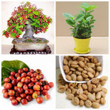 Egrow,Coffee,Beans,Seeds,Garden,Organic,Refreshing,Bonsai,Coffee,Plant