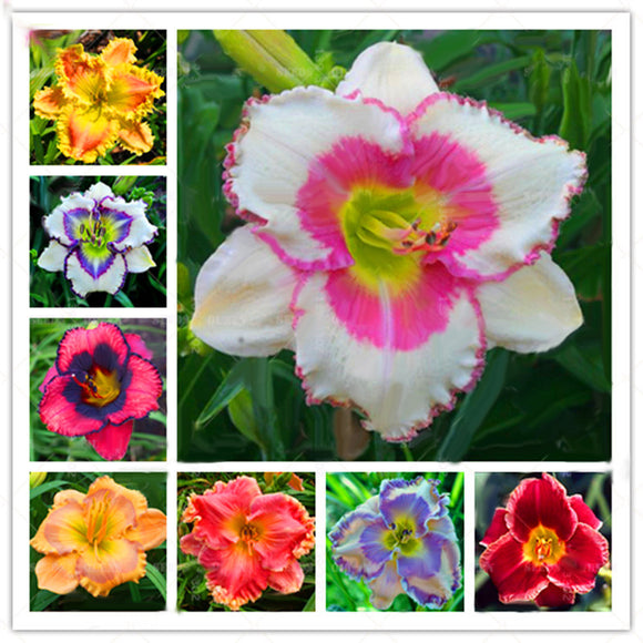 Egrow,Daylily,Seeds,Daylily,Flowers,Hemerocallis,Indoor,Bonsai,Flower,Perennial,Plant,Garden,Supplies