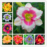 Egrow,Daylily,Seeds,Daylily,Flowers,Hemerocallis,Indoor,Bonsai,Flower,Perennial,Plant,Garden,Supplies