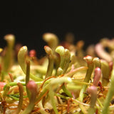 Egrow,Carnivorous,Seeds,Trumpet,Shape,Sarracenia,Flower,Bonsai,Garden,Plant