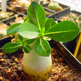 Egrow,Seeds,Adenium,Obesum,Flores,Desert,Flower,Plantas,Garden,Bonsai,Succulent,Plants