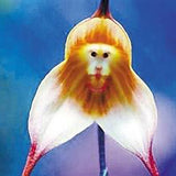 Egrow,200PCS,Monkey,Orchids,Seeds,Multiple,Varieties,Plants,Garden,Bonsai,Flower