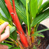 Egrow,Colorful,Seeds,Bonsai,Bamboo,Seeds,Garden,Seeds