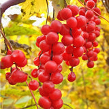 Egrow,Schisandra,Seeds,Chinese,Magnolia,Edible,Garden,Fruit,Plants