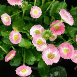 Egrow,200Pcs,Strawberry,Cream,Little,Daisy,Seeds,Bonsai,Plants,Seeds,Garden