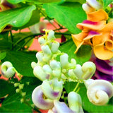 Egrow,Snail,Seeds,Wisteria,Snail,Flores,Bonsai,Garden,Plants,Flowers,Plantas