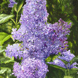 Egrow,Japanese,Lilac,Clove,Seeds,Garden,Perennial,Flowers,Aromatic,Bonsai,Plants,Seeds