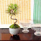 Egrow,Seeds,Black,Bonsai,Courtyard,Garden,Bonsai,Plants,Garden